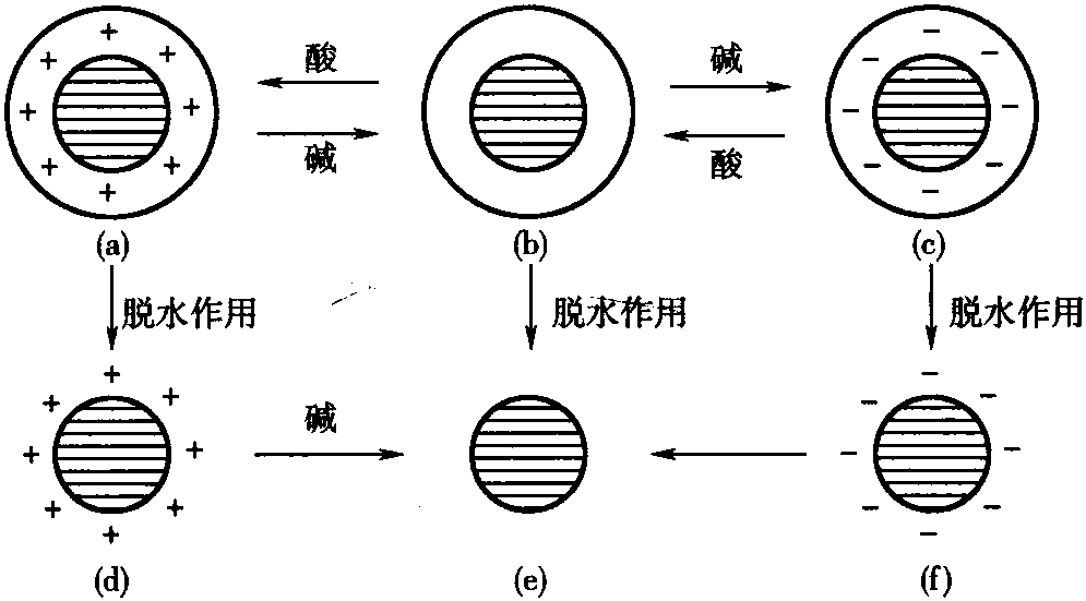 一、生皮的蛋白質(zhì)組分